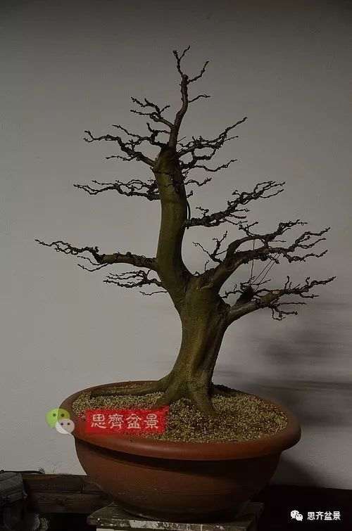 鹅耳枥下山桩怎么制作盆景的方法