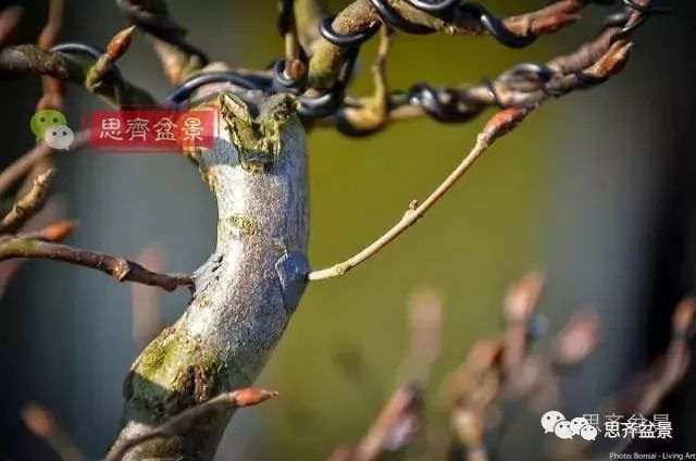 鹅耳枥下山桩怎么制作盆景的方法