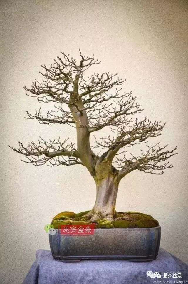 鹅耳枥下山桩怎么制作盆景的方法