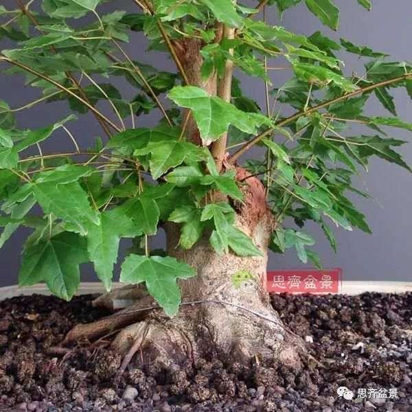 矮霸盆景怎么高空压条的方法