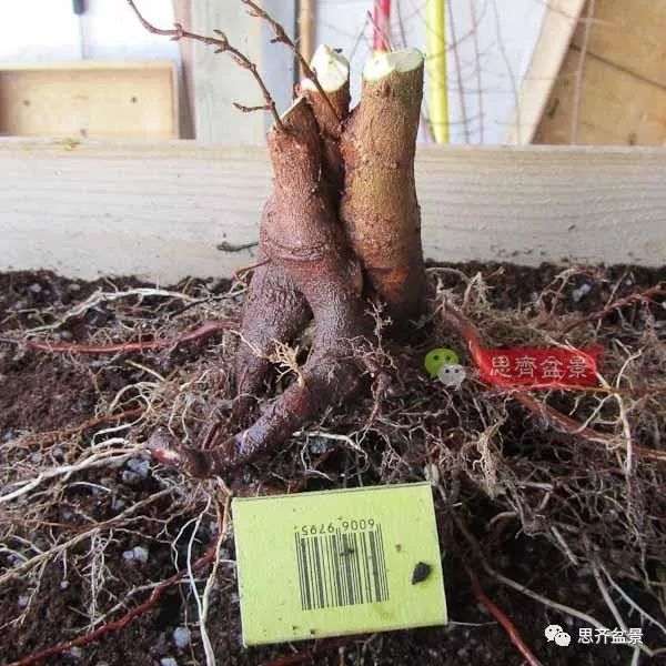 矮霸盆景怎么高空压条的方法