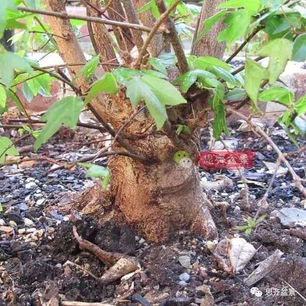 矮霸盆景怎么高空压条的方法