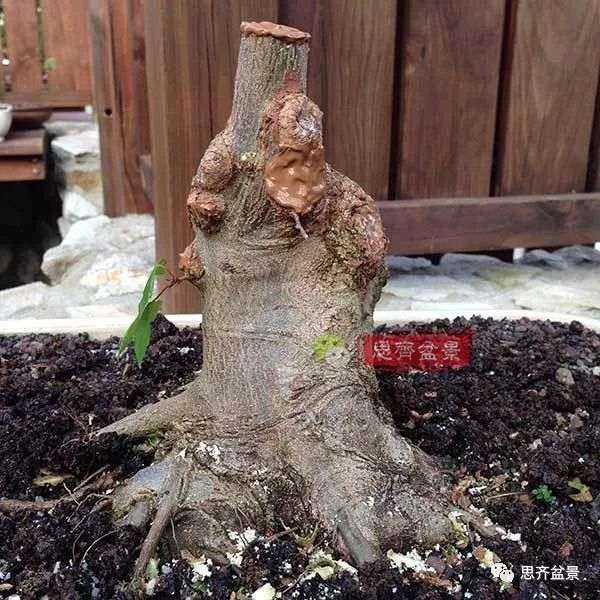 矮霸盆景怎么高空压条的方法