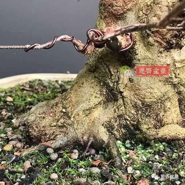 矮霸盆景怎么高空压条的方法