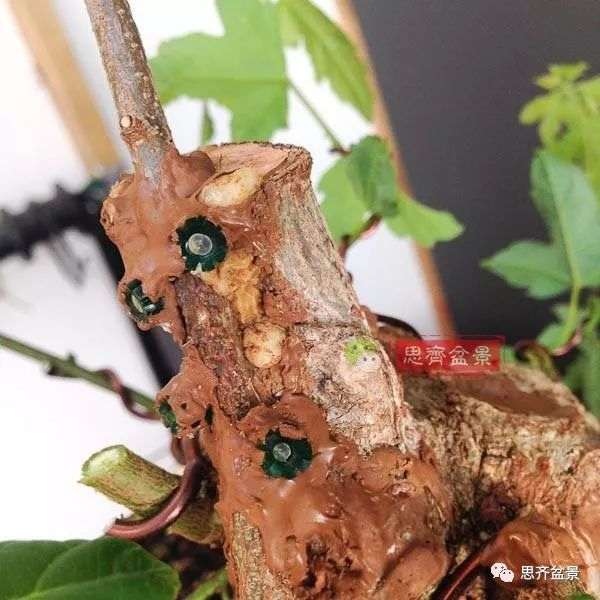 矮霸盆景怎么高空压条的方法