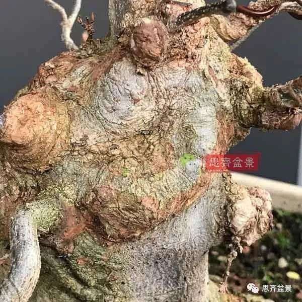 矮霸盆景怎么高空压条的方法