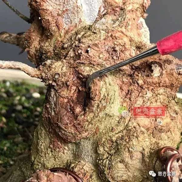 矮霸盆景怎么高空压条的方法