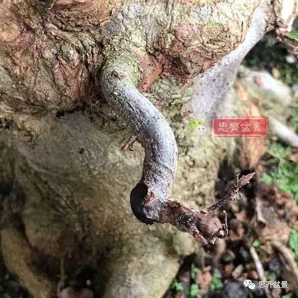 矮霸盆景怎么高空压条的方法