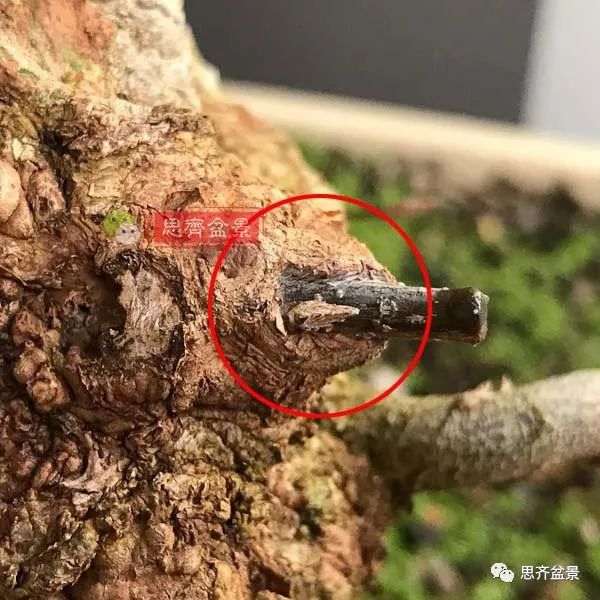 矮霸盆景怎么高空压条的方法