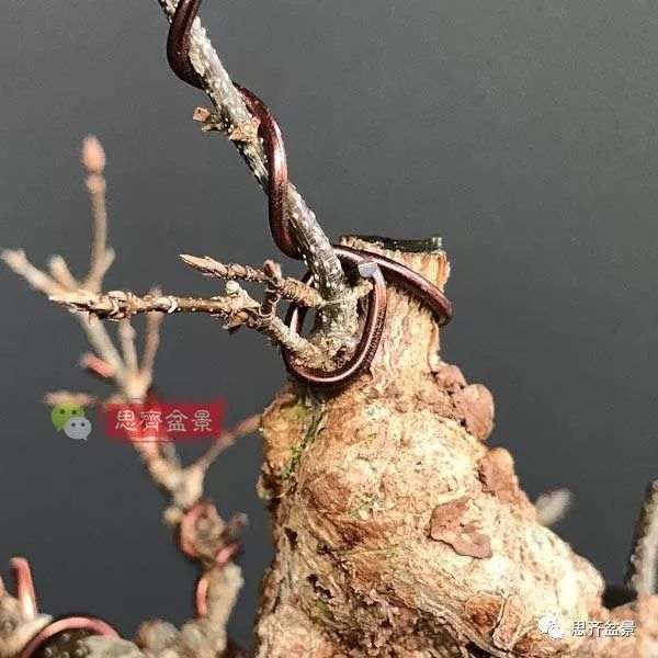 矮霸盆景怎么高空压条的方法