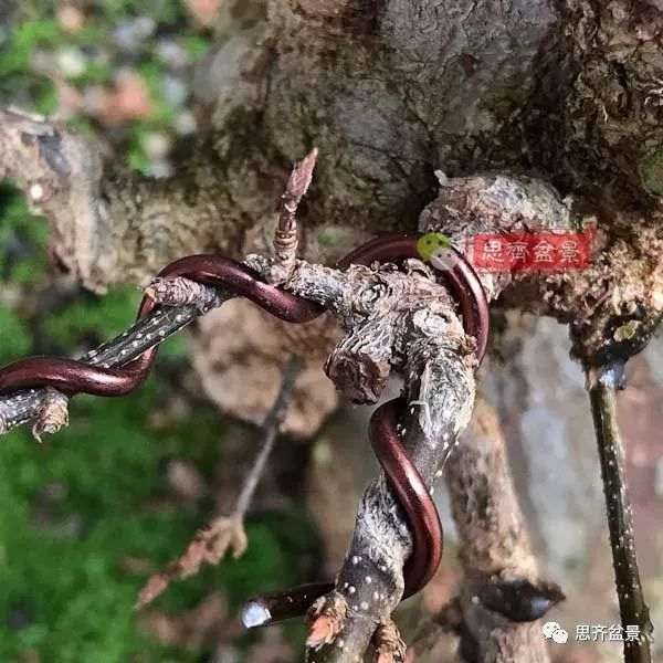 矮霸盆景怎么高空压条的方法