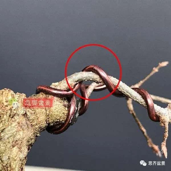 矮霸盆景怎么高空压条的方法