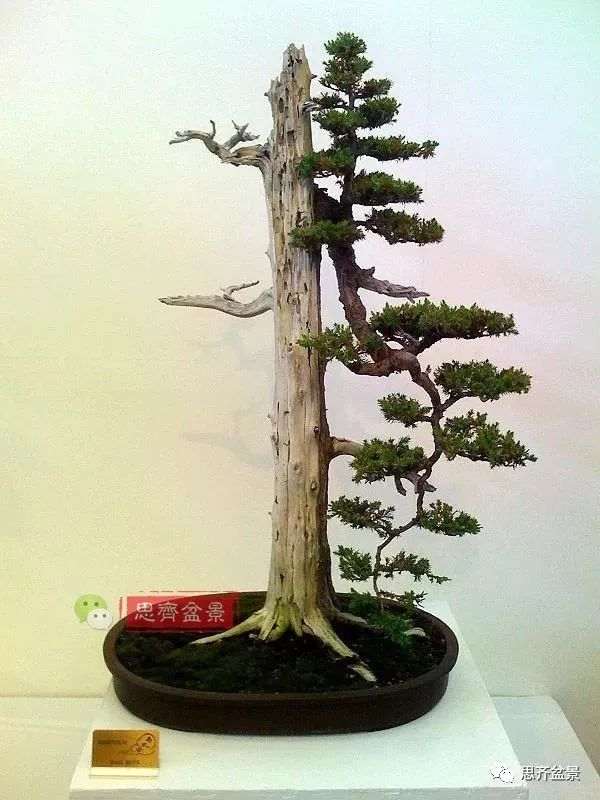 柏树盆景怎么改作的方法