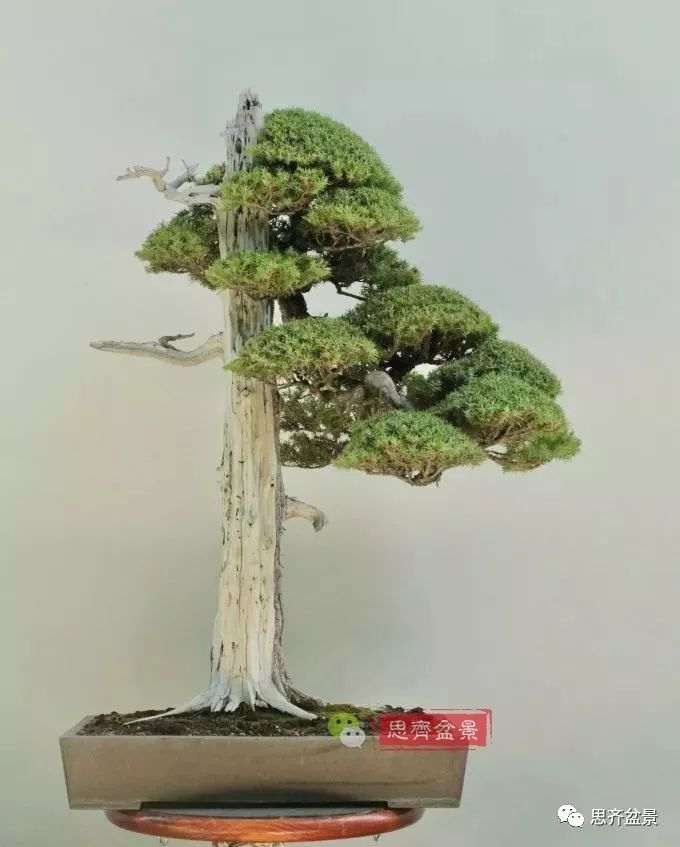 柏树盆景怎么改作的方法