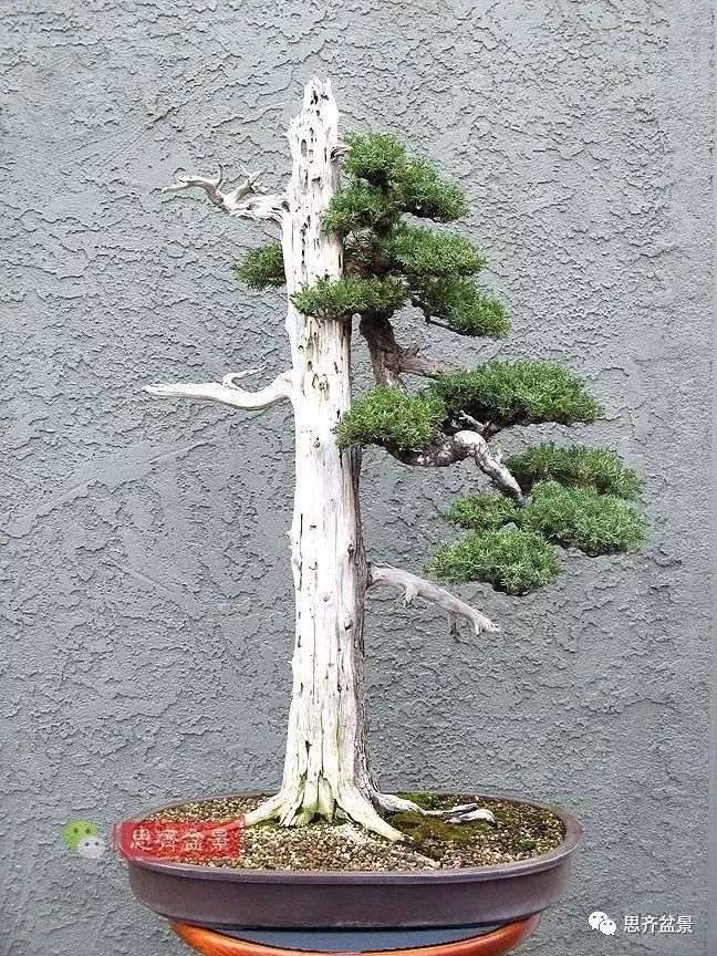 柏树盆景怎么改作的方法