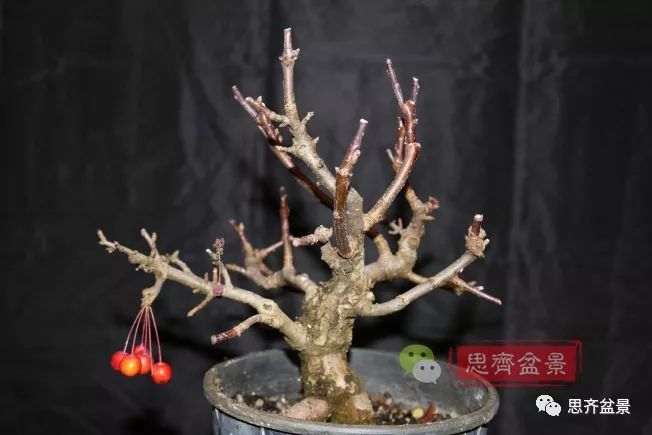 图解 海棠小老桩怎么制作盆景的方法