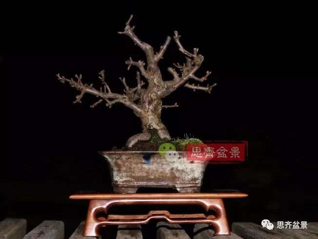 海棠小老桩怎么制作盆景的方法