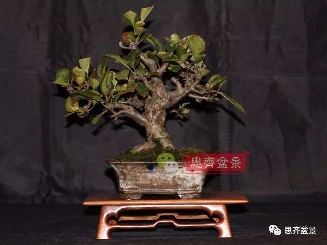 图解 海棠小老桩怎么制作盆景的方法