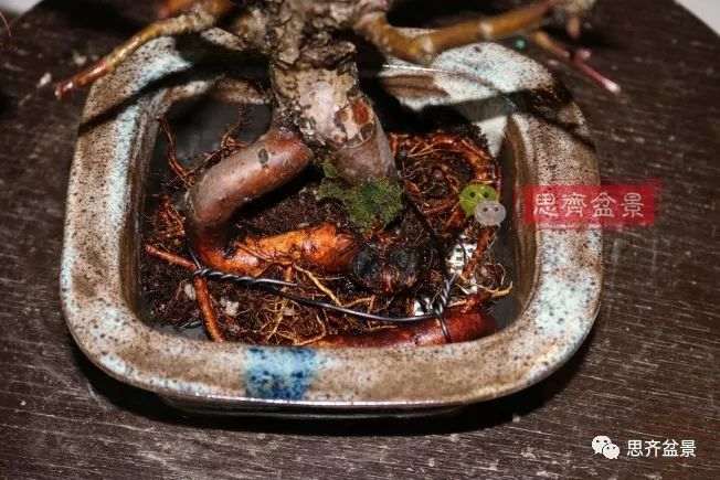 海棠小老桩怎么制作盆景的方法