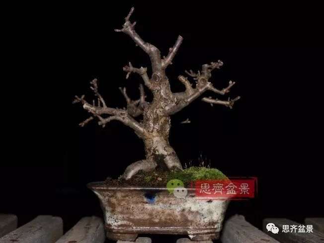 图解 海棠小老桩怎么制作盆景的方法