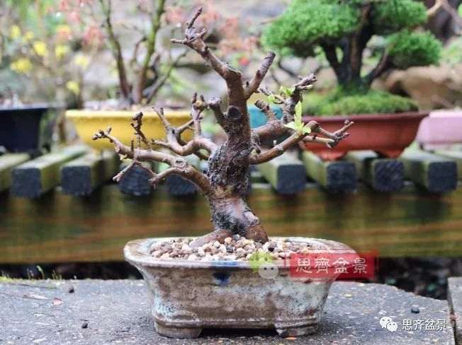 图解 海棠小老桩怎么制作盆景的方法