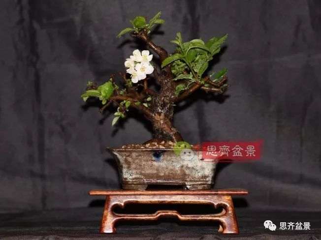 图解 海棠小老桩怎么制作盆景的方法