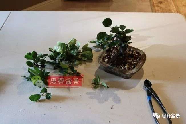 图解 海棠小老桩怎么制作盆景的方法