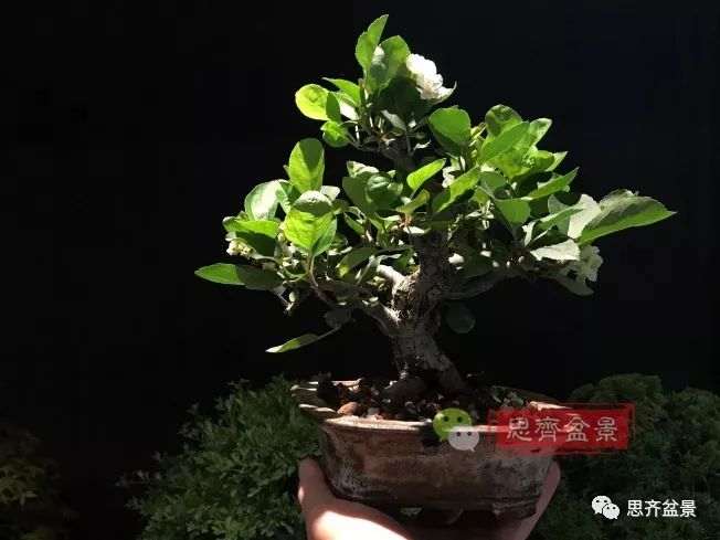 图解 海棠小老桩怎么制作盆景的方法