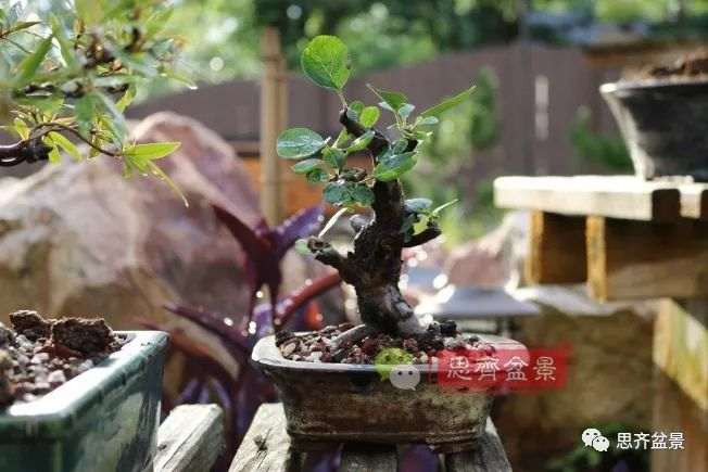 图解 海棠小老桩怎么制作盆景的方法