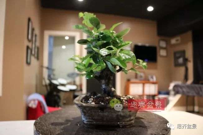 图解 海棠小老桩怎么制作盆景的方法