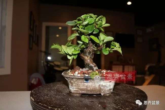 图解 海棠小老桩怎么制作盆景的方法