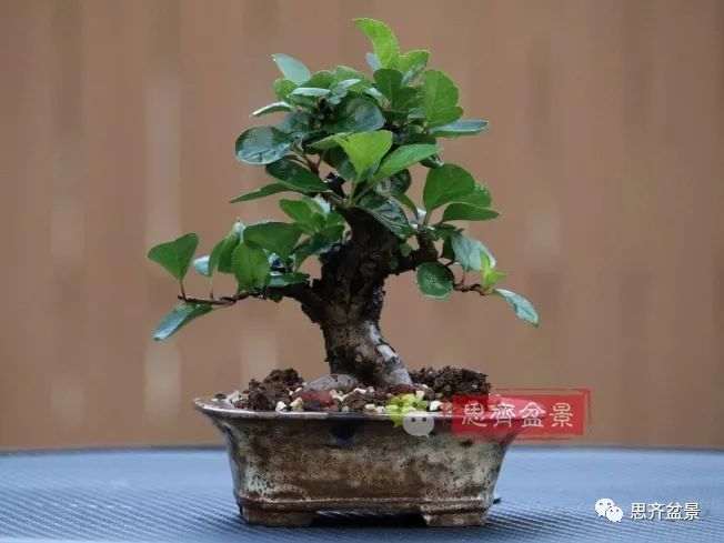 图解 海棠小老桩怎么制作盆景的方法