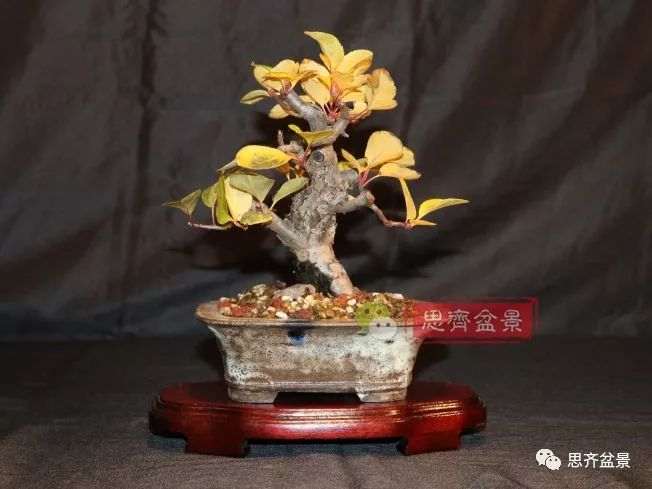 图解 海棠小老桩怎么制作盆景的方法