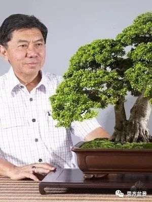 图解 巴西雨树下山桩怎么制作盆景