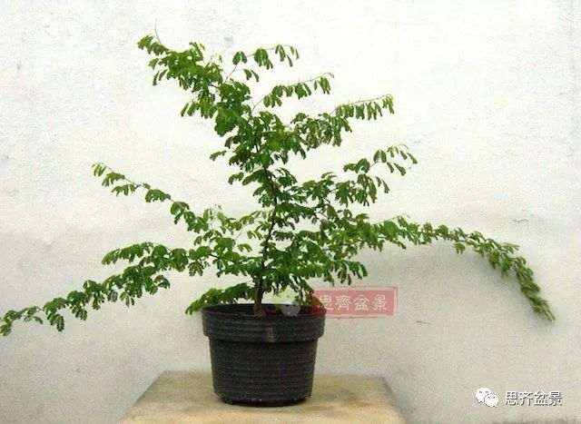 图解 巴西雨树下山桩怎么制作盆景