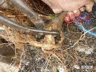 图解 巴西雨树下山桩怎么制作盆景