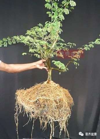 图解 巴西雨树下山桩怎么制作盆景