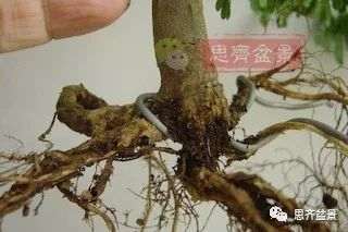 图解 巴西雨树下山桩怎么制作盆景