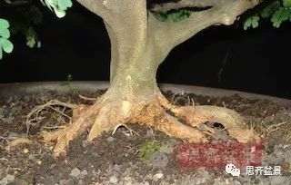 图解 巴西雨树下山桩怎么制作盆景