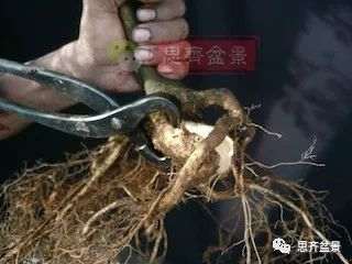 图解 巴西雨树下山桩怎么制作盆景