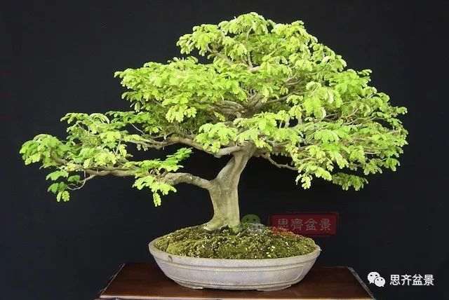 图解 巴西雨树下山桩怎么制作盆景