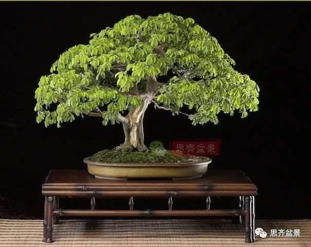 图解 巴西雨树下山桩怎么制作盆景