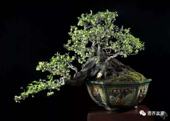 图解 巴西雨树下山桩怎么制作盆景