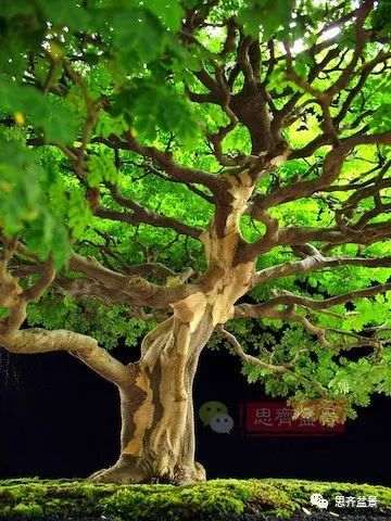 图解 巴西雨树下山桩怎么制作盆景