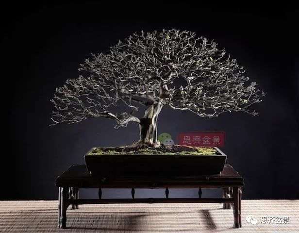 图解 巴西雨树下山桩怎么制作盆景