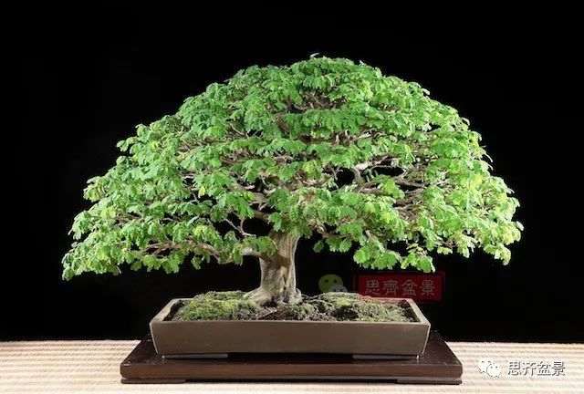 图解 巴西雨树下山桩怎么制作盆景