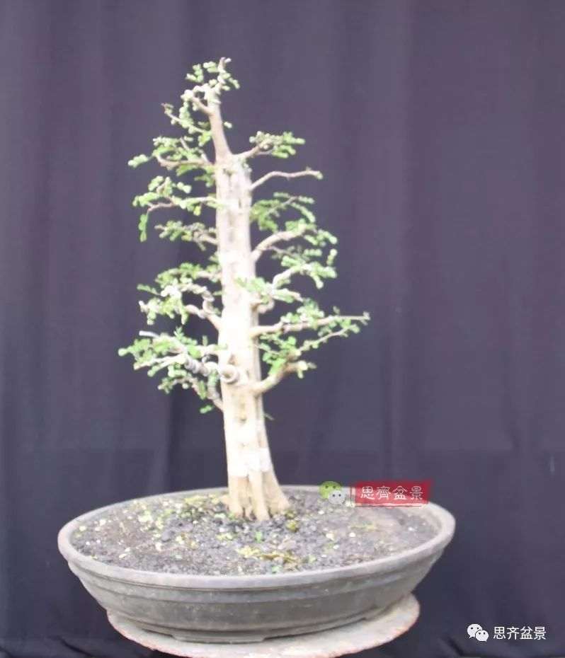 图解 直干下山桩怎么制作盆景的方法