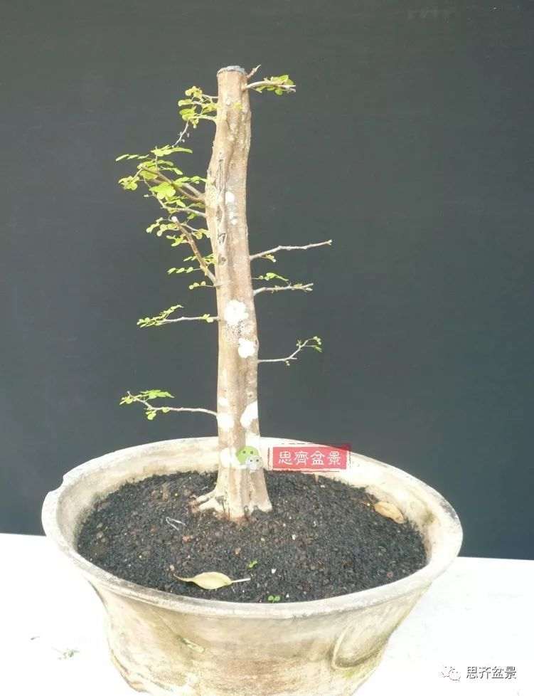 图解 直干下山桩怎么制作盆景的方法