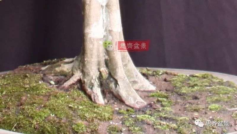 图解 直干下山桩怎么制作盆景的方法