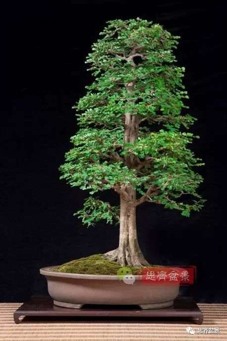 图解 直干下山桩怎么制作盆景的方法